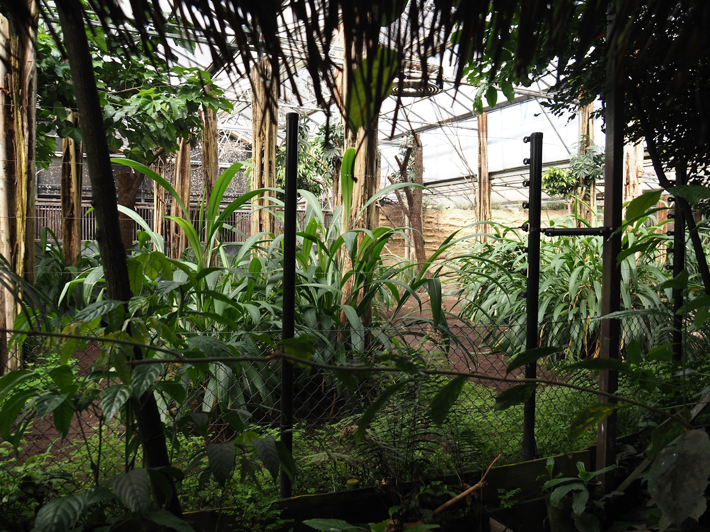 Okapi greenhouse (Indoor housing for okapis and birds of Congo Forest aviary), 2024-06-30