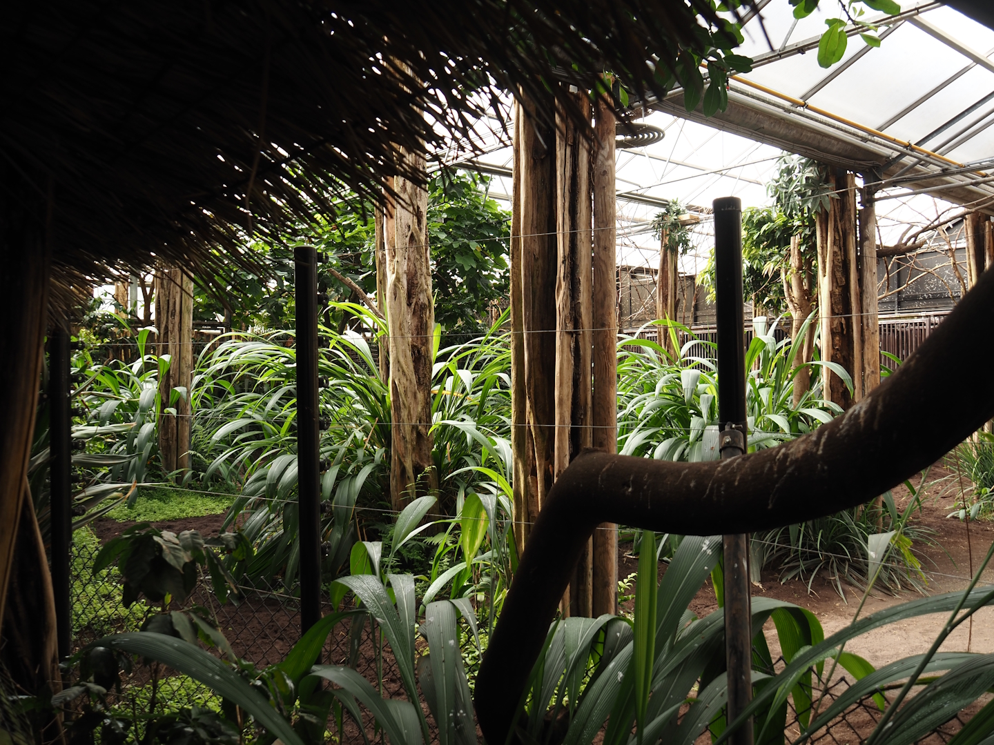 Okapi greenhouse - Indoor housing for okapis and birds of Congo Forest aviary, 2024-06-30