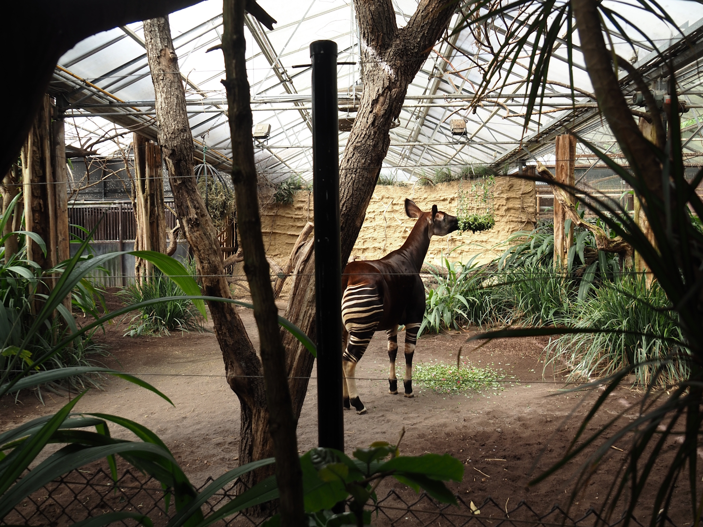 Okapi greenhouse - Indoor housing for okapis and birds of Congo Forest aviary, 2024-06-30