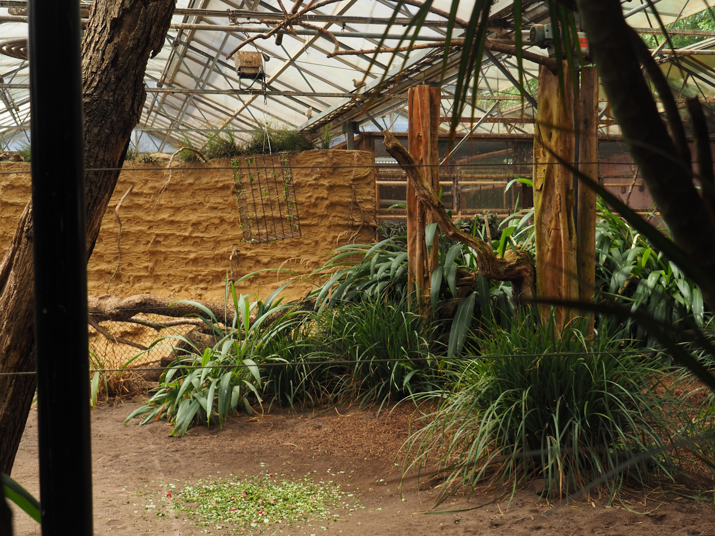Okapi greenhouse - Indoor housing for okapis and birds of Congo Forest aviary, 2024-06-30