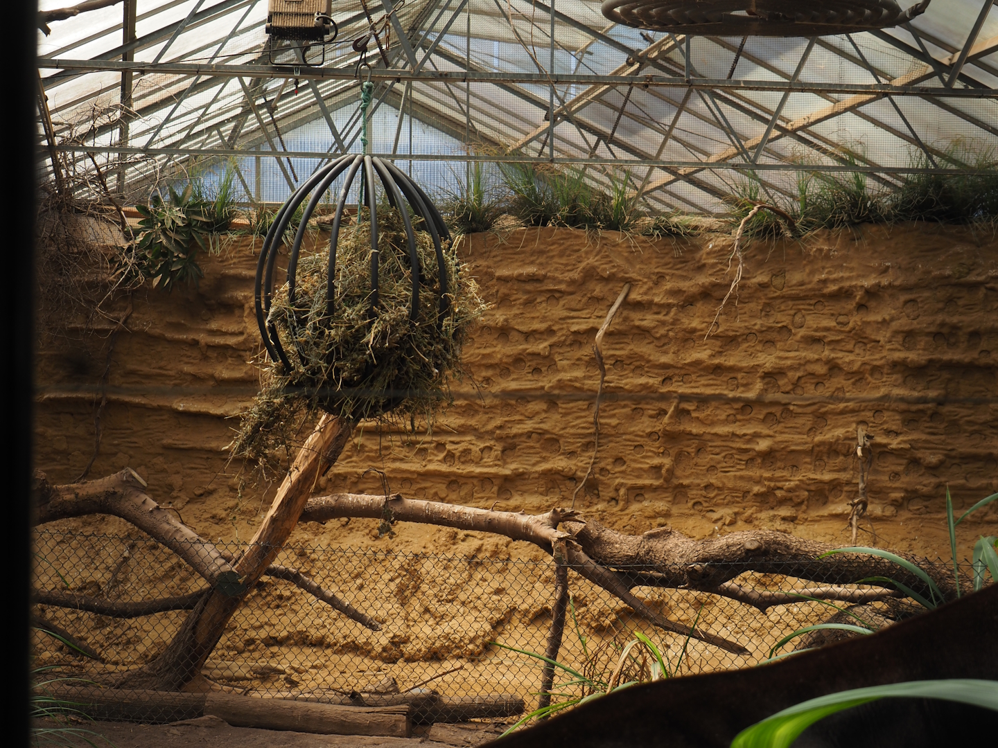 Okapi greenhouse - Indoor housing for okapis and birds of Congo Forest aviary - Bee-eater wall and bird perches, 2024-06-30