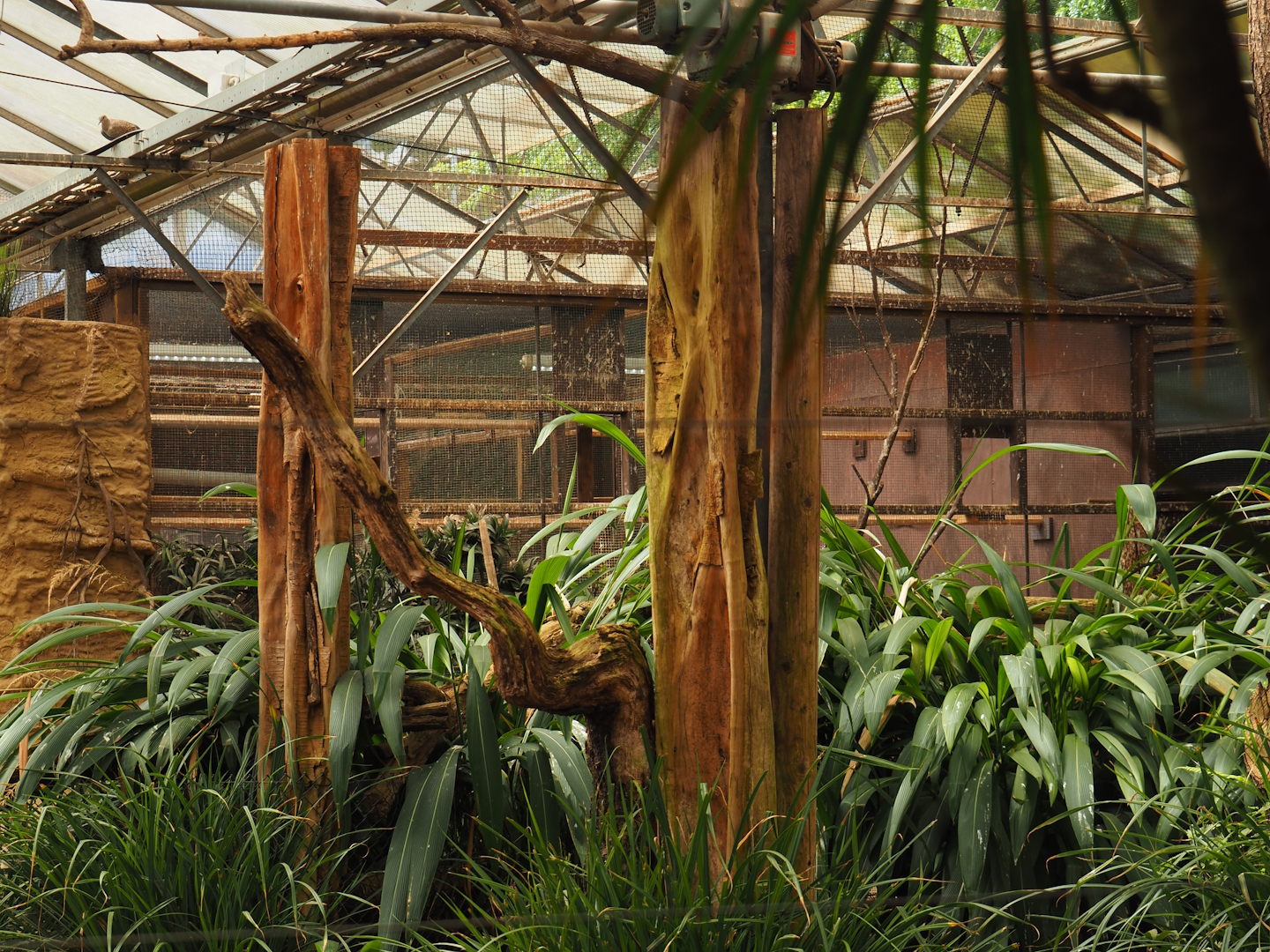 Okapi greenhouse - Indoor housing for okapis and birds of Congo Forest aviary - Bird aviaries, 2024-06-30