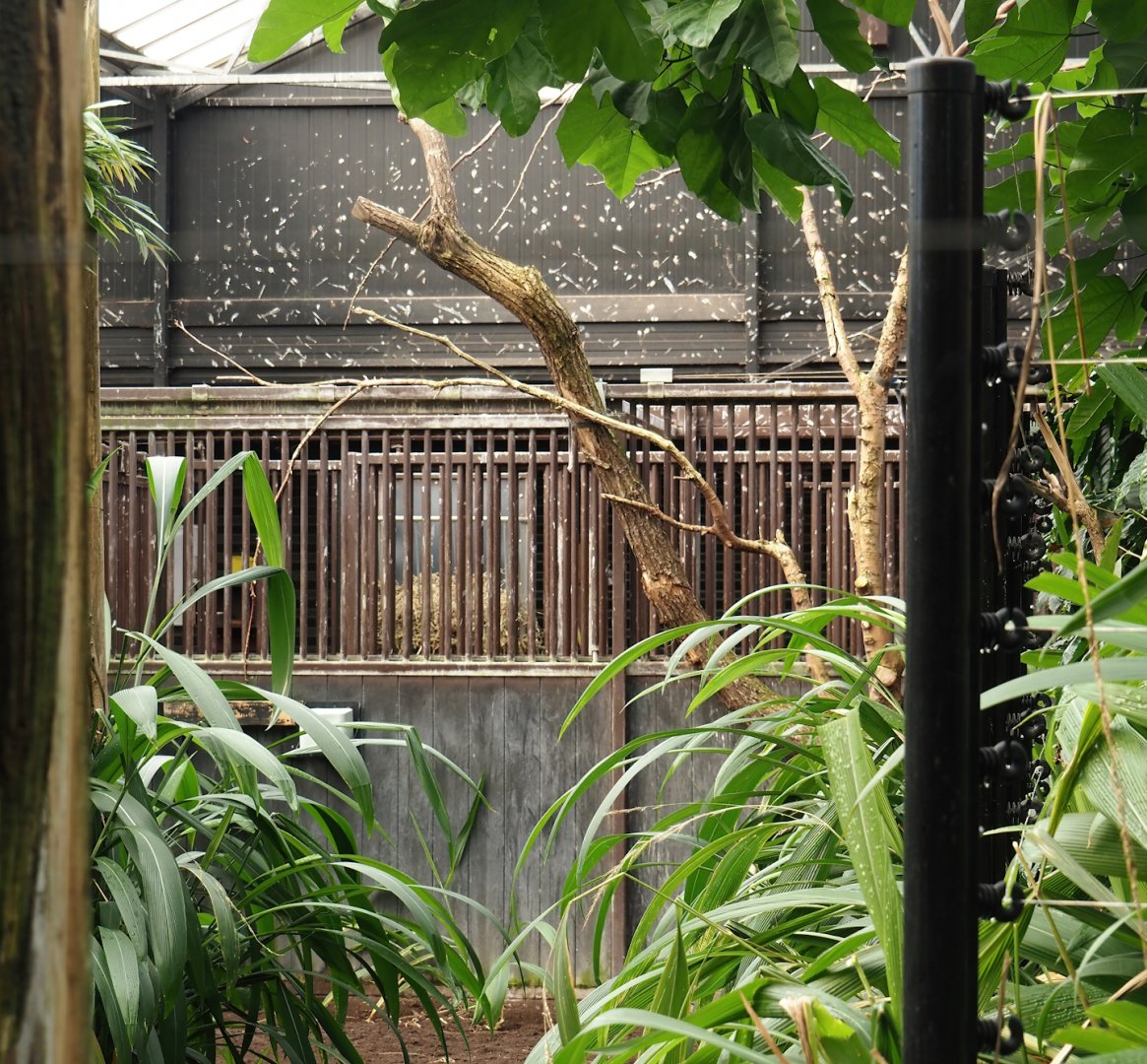 Okapi greenhouse - Indoor housing for okapis and birds of Congo Forest aviary - Off-show okapi stalls, 2024-06-30