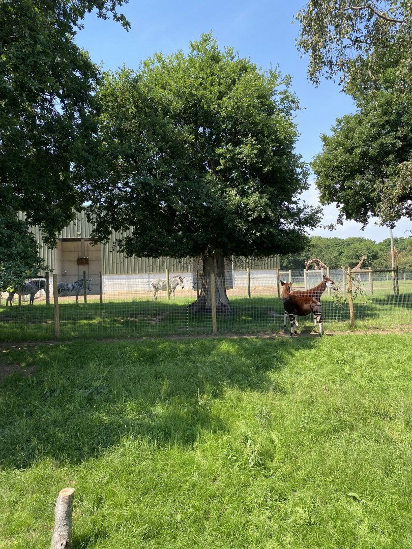 Okapi, Grévy’s Zebra, Giraffe.