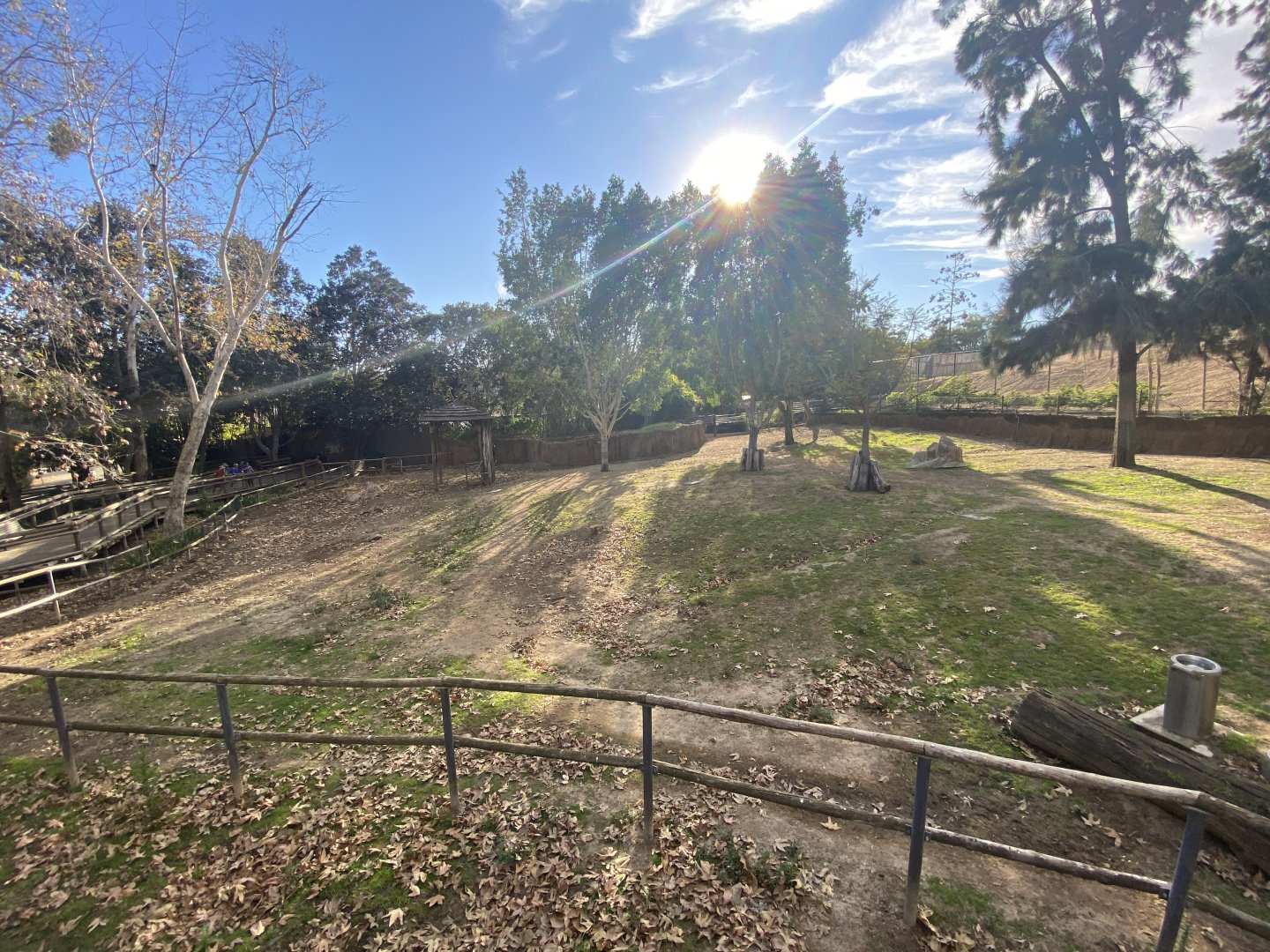 Okapi Habitat - African Woods