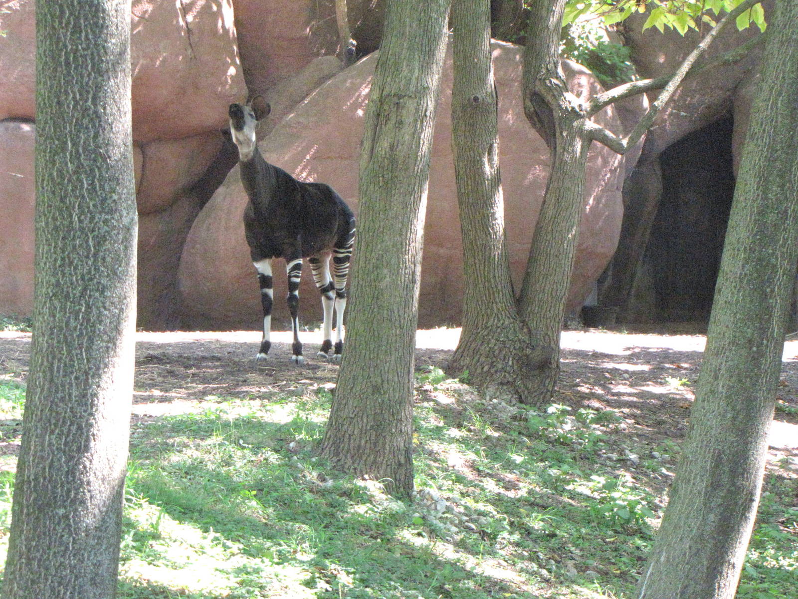 Okapi Habitat - Red Rocks