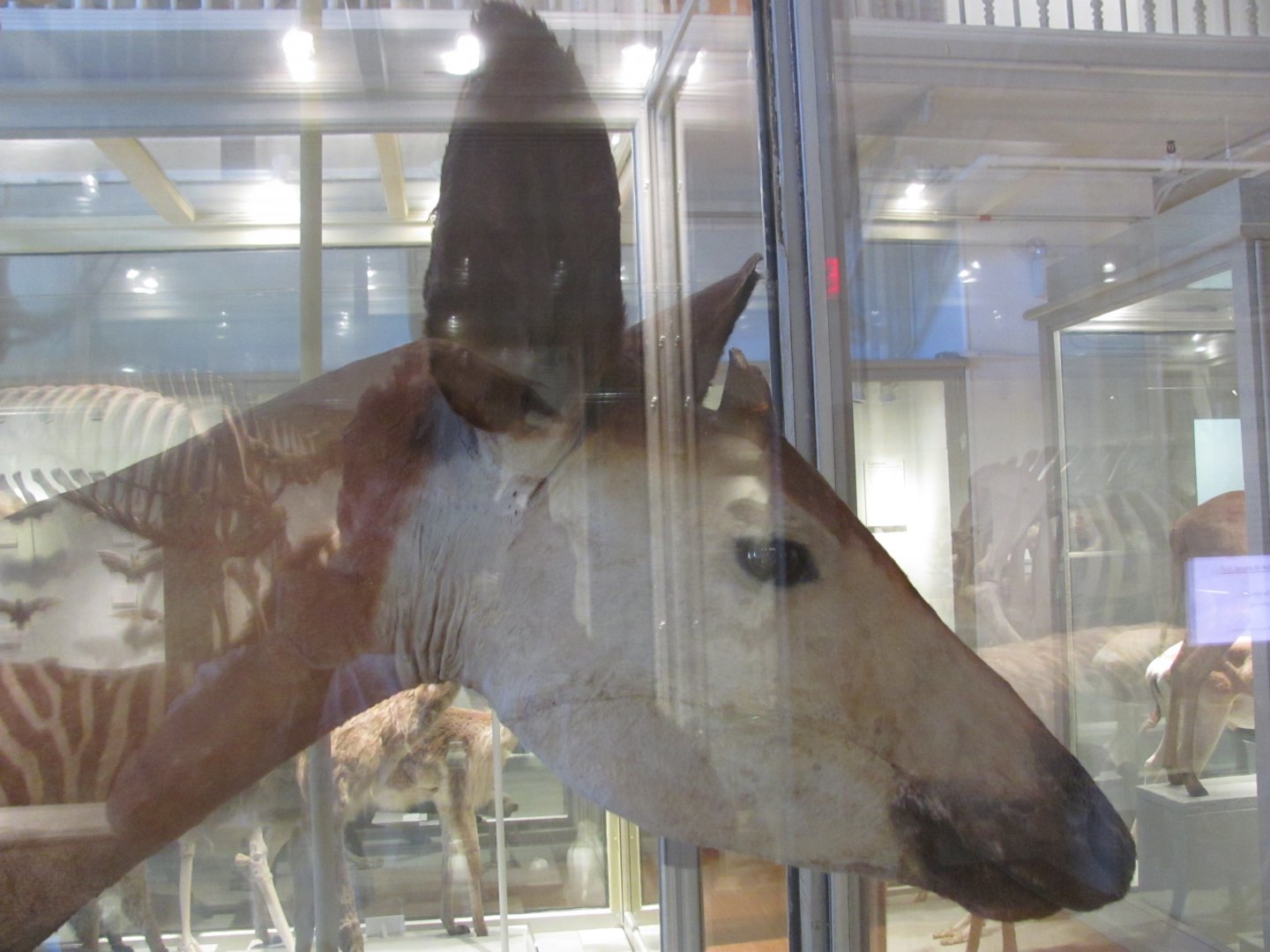 Okapi Head
