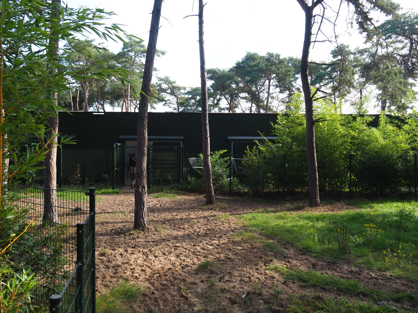 Okapi house, 2019-09-15