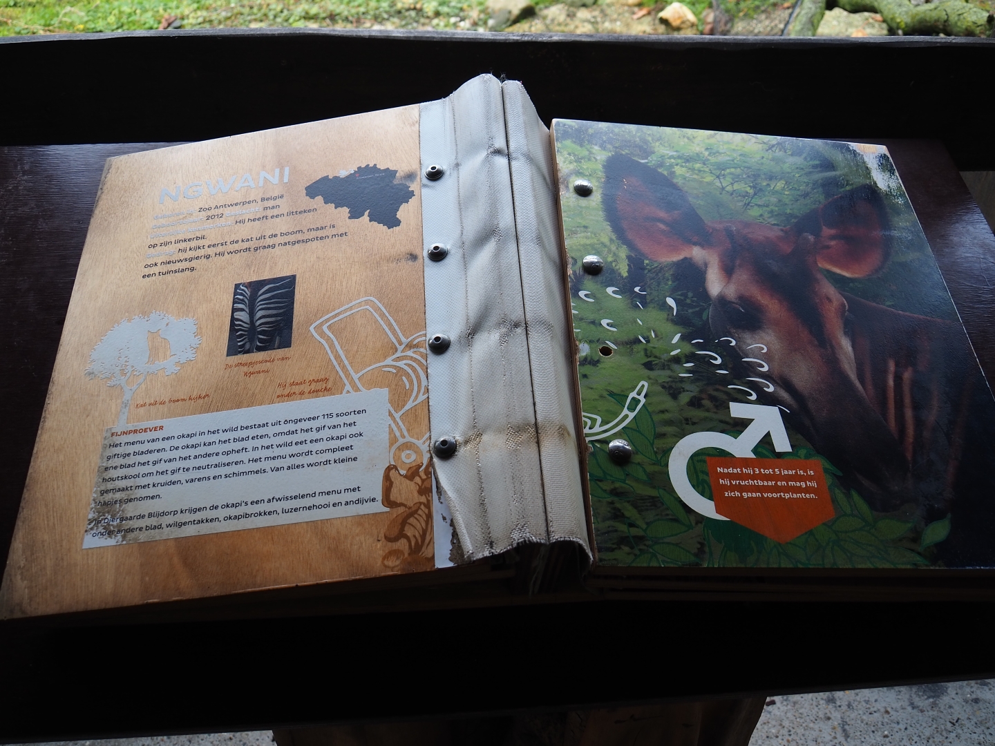 Okapi identification book (Nov 10th, 2018)