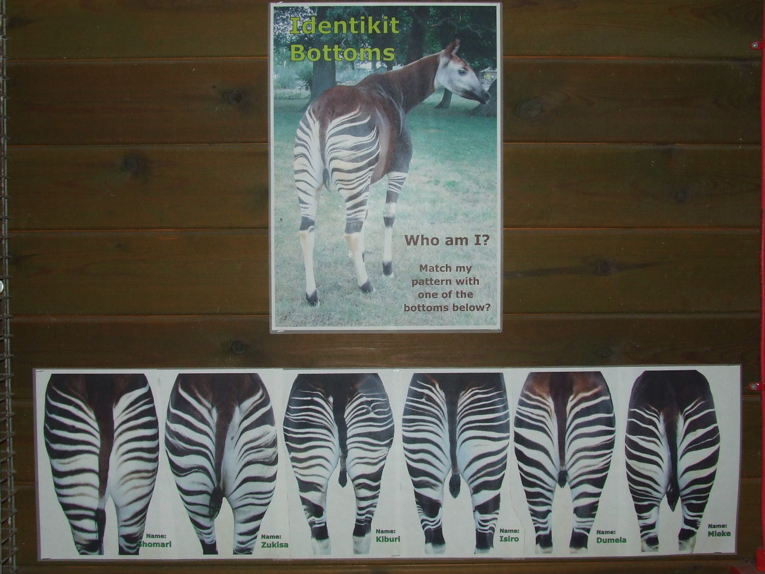 Okapi identification