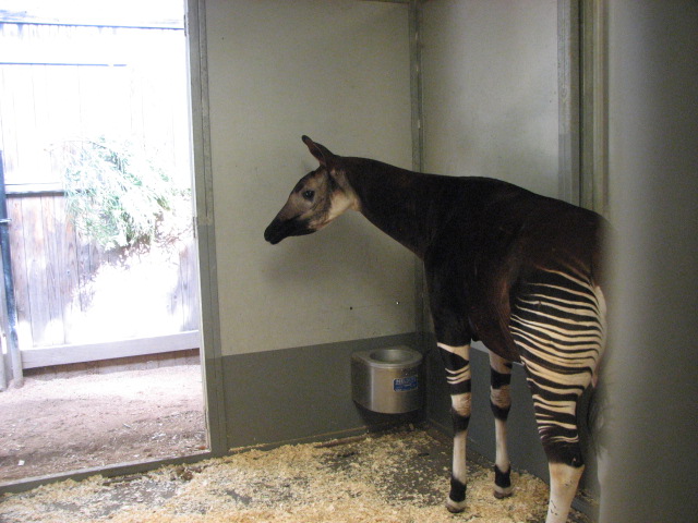 Okapi in barn