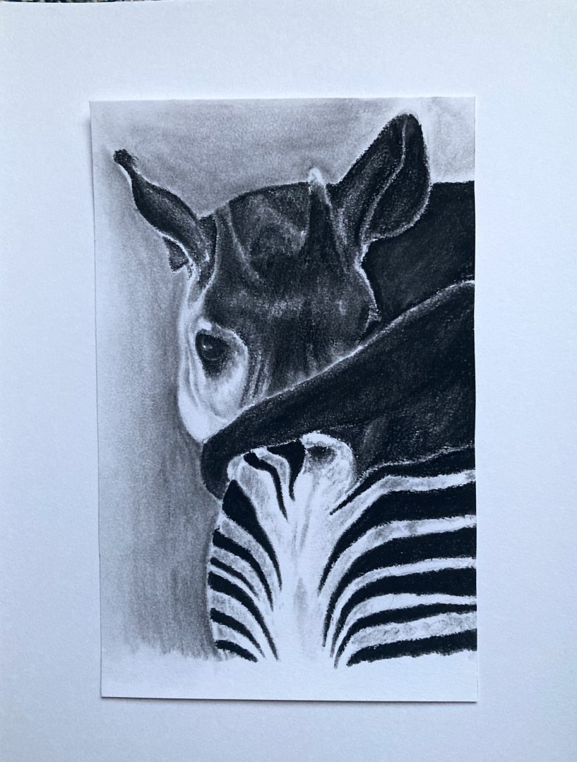 Okapi in charcoal