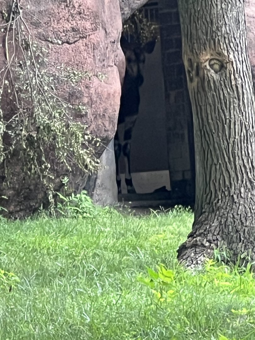 Okapi in the doorway