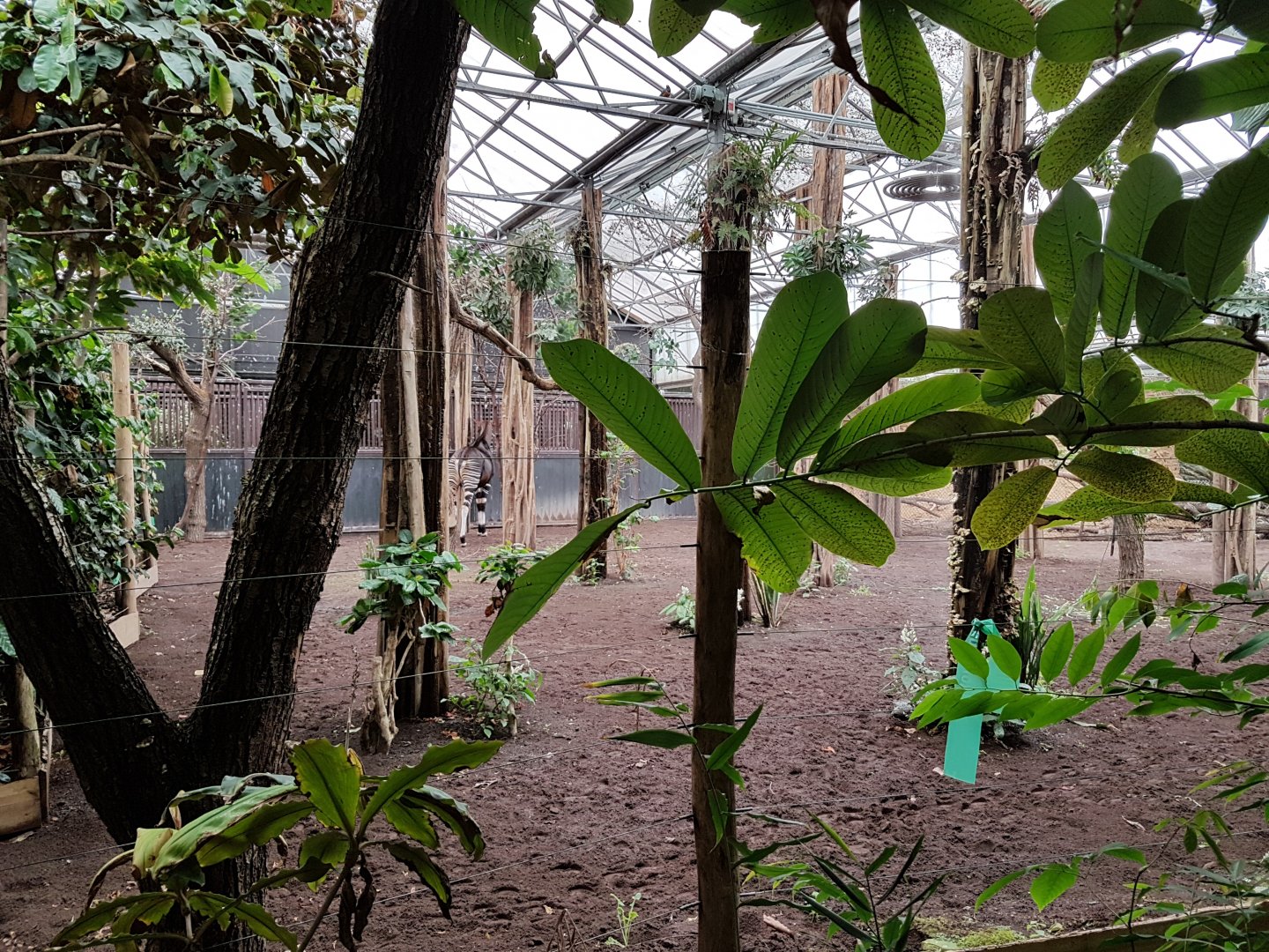 Okapi-indoor enclosure