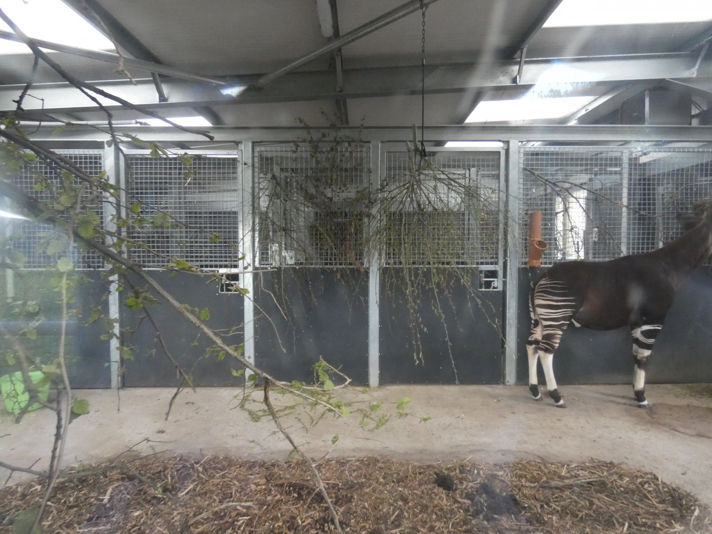 Okapi indoor enclosure