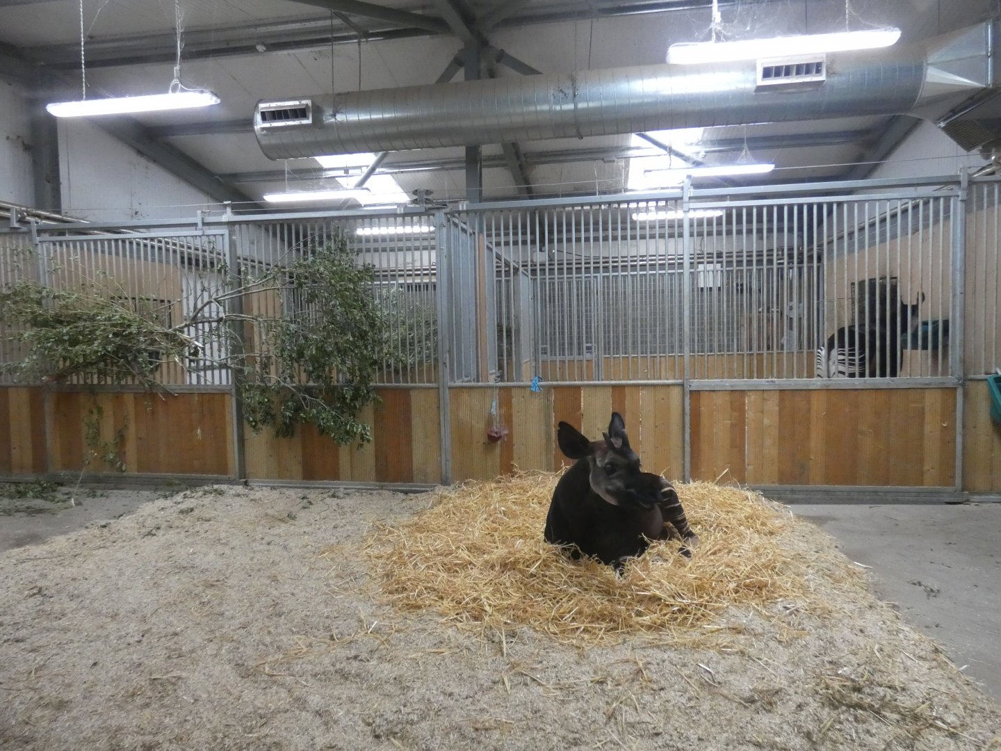 Okapi indoor enclosure