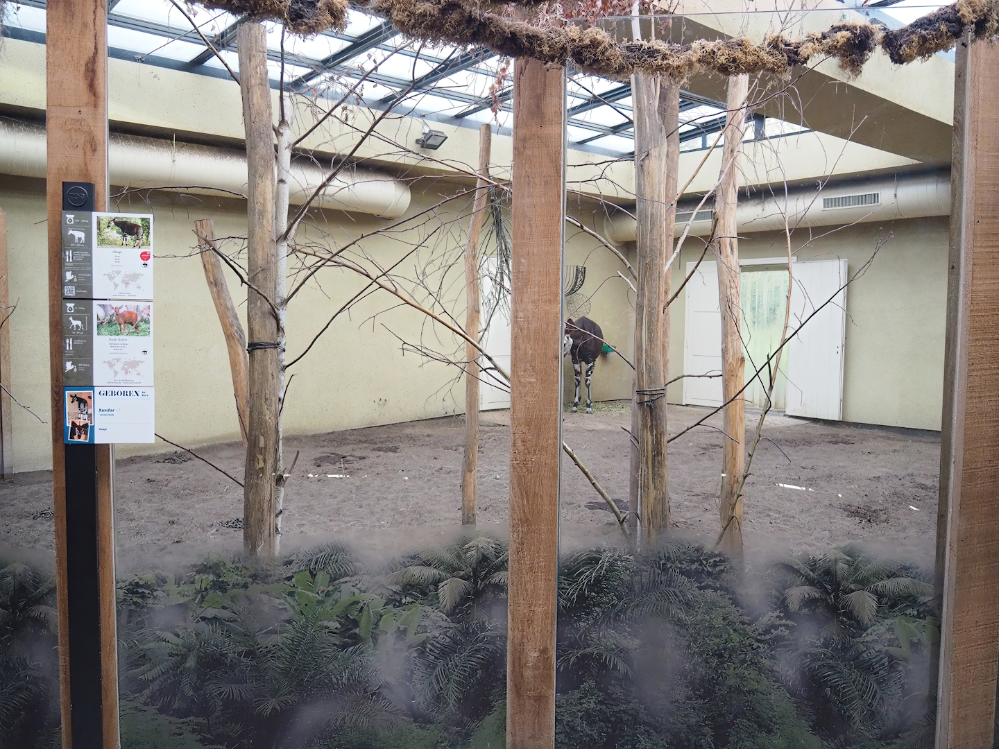 Okapi indoor exhibit, 2022-10-29