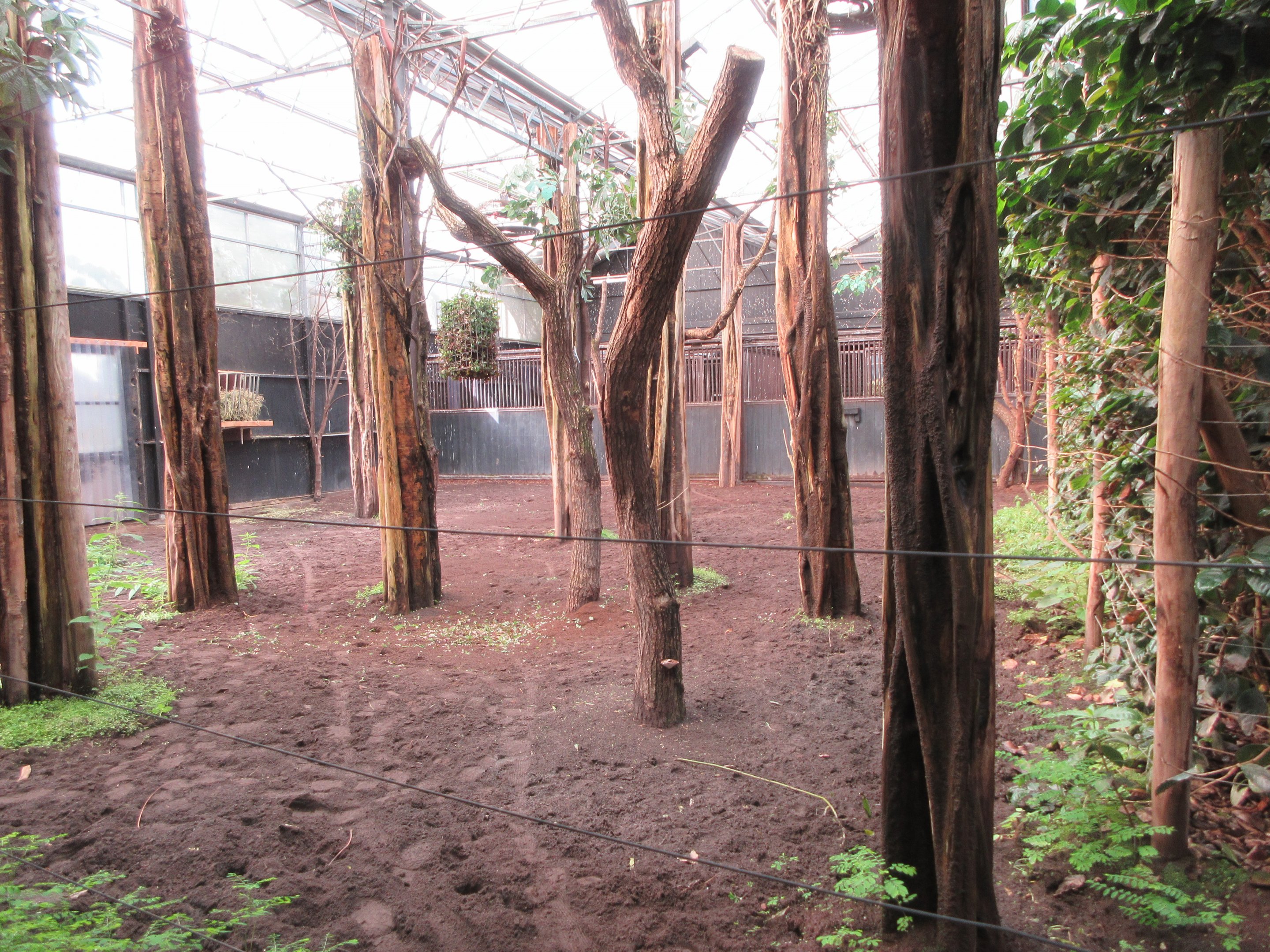 Okapi Indoor Exhibit