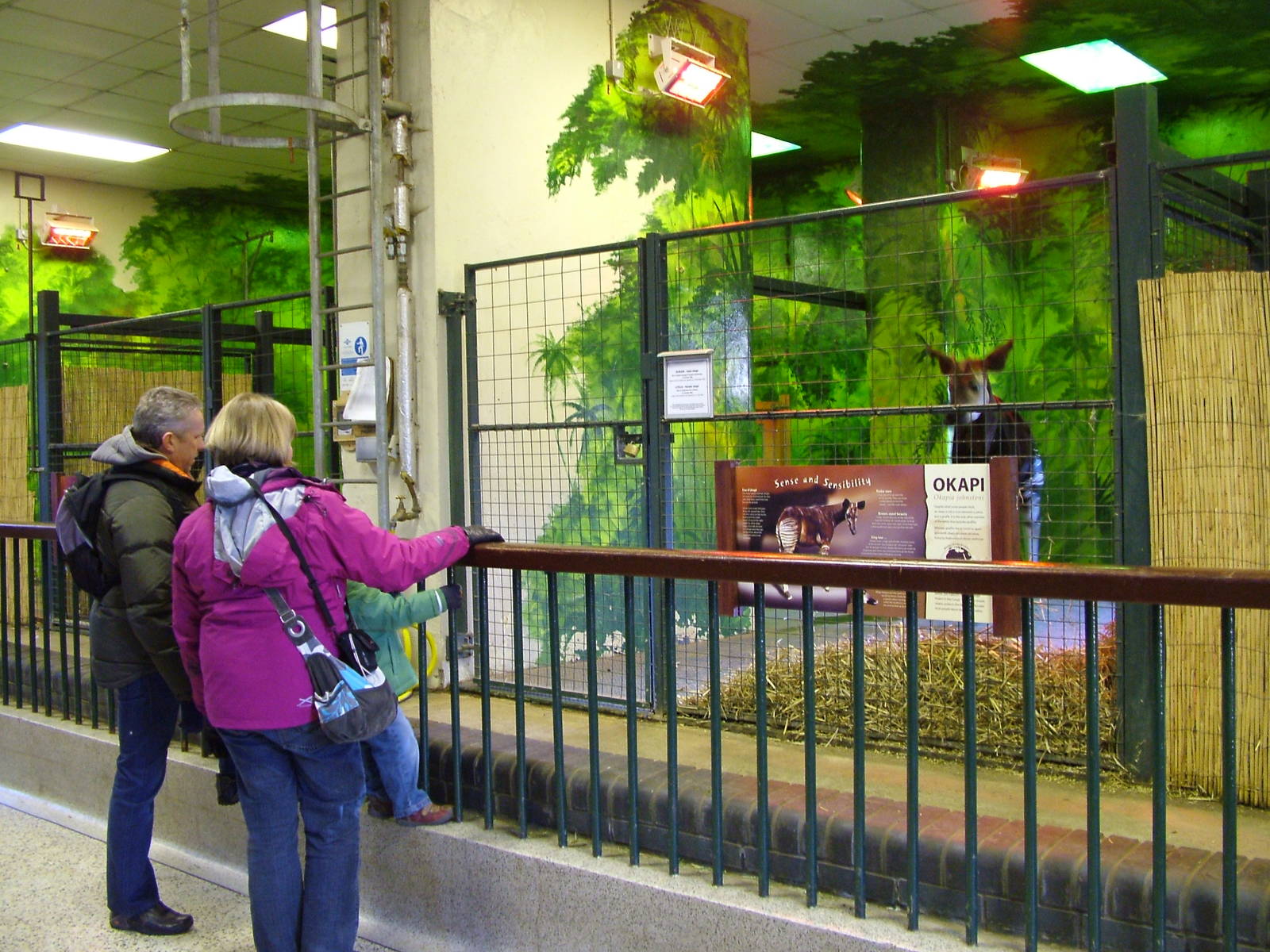 Okapi indoor viewing at Bristol 19/12/09