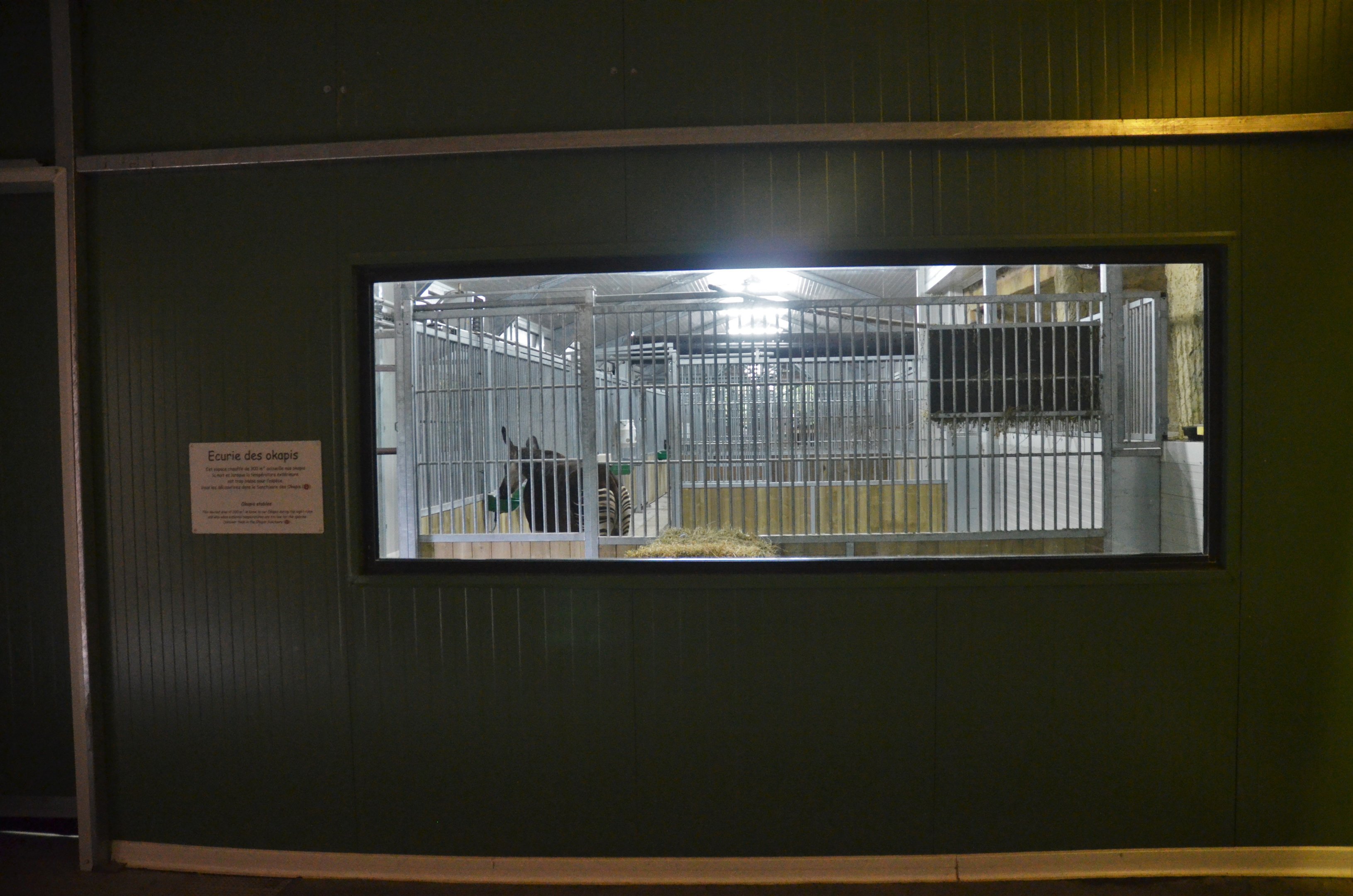 Okapi Indoor Viewing at Doué-la-Fontaine, 15/06/18