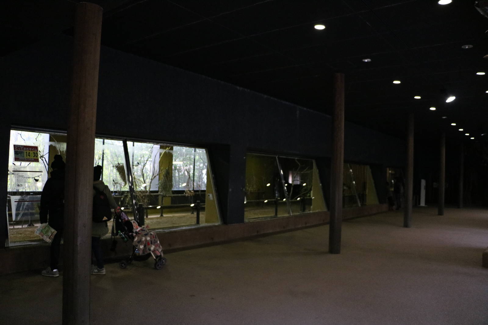 Okapi indoor viewing hall, February 2016