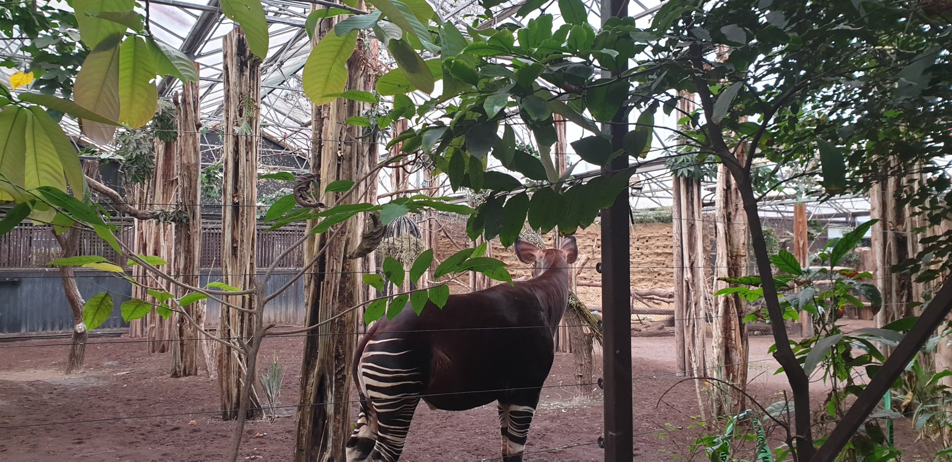 Okapi, indoor