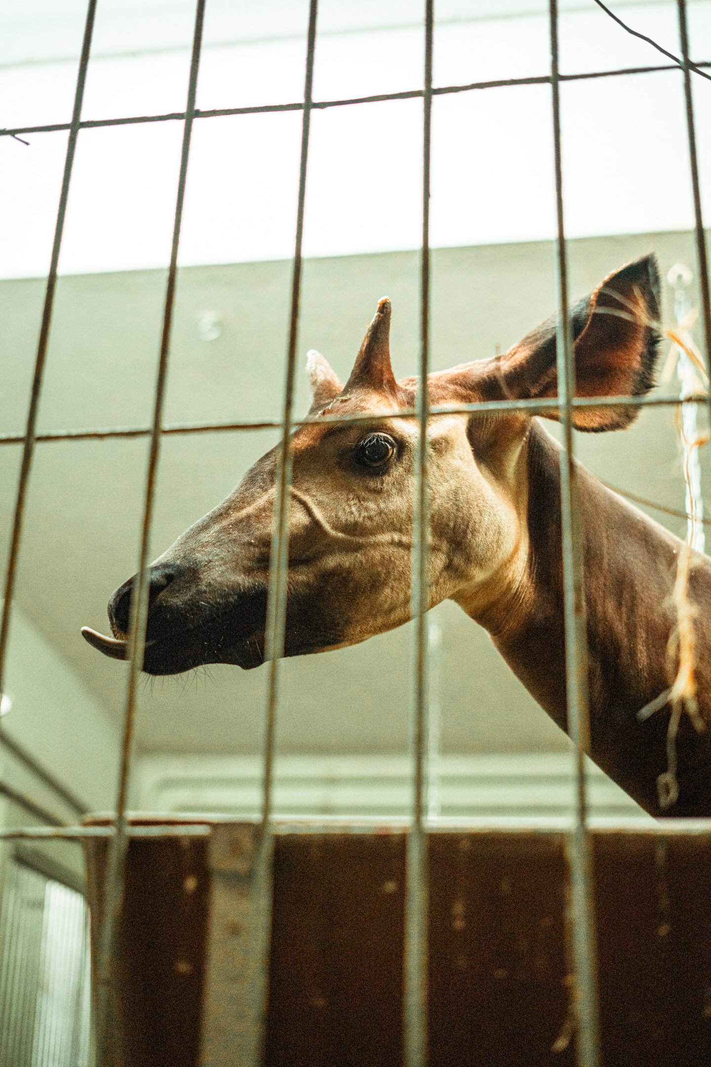 Okapi indoor