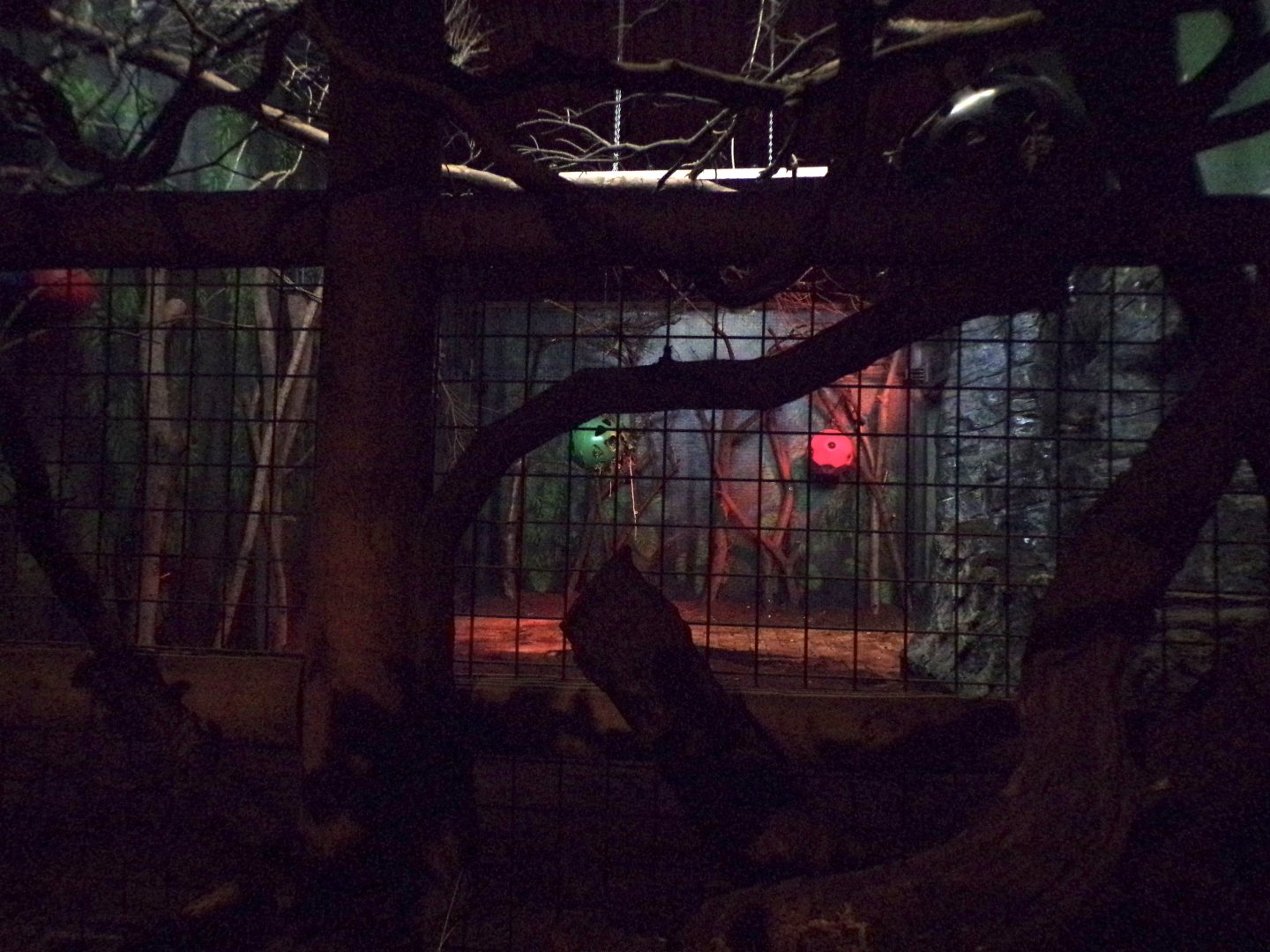 Okapi indoors 11.2.25