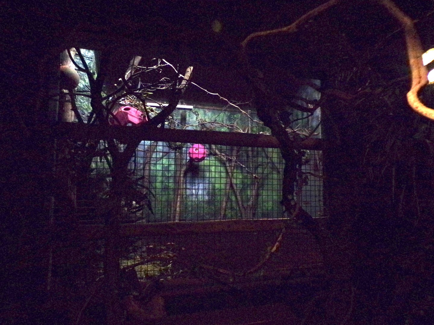 Okapi indoors 11.2.25