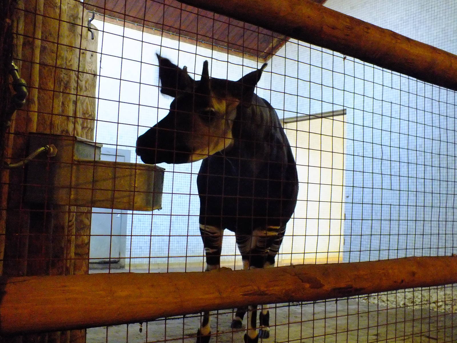 Okapi Indoors