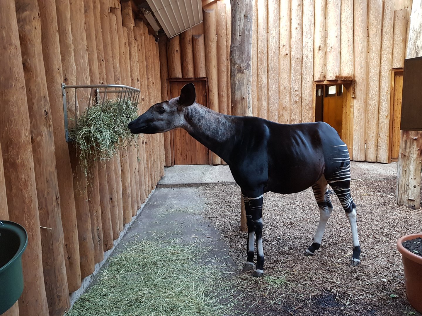 Okapi indoors