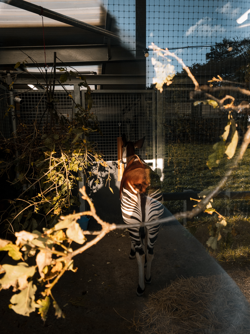 Okapi indoors