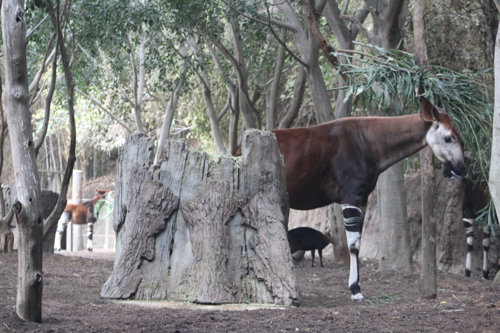 Okapi - Ituri Forest