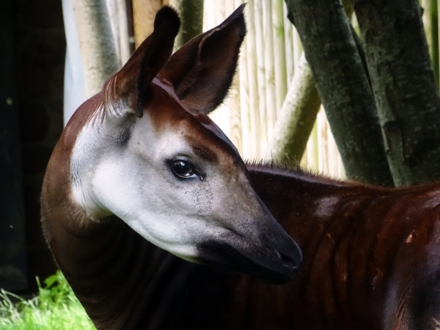 Okapi, July 2019