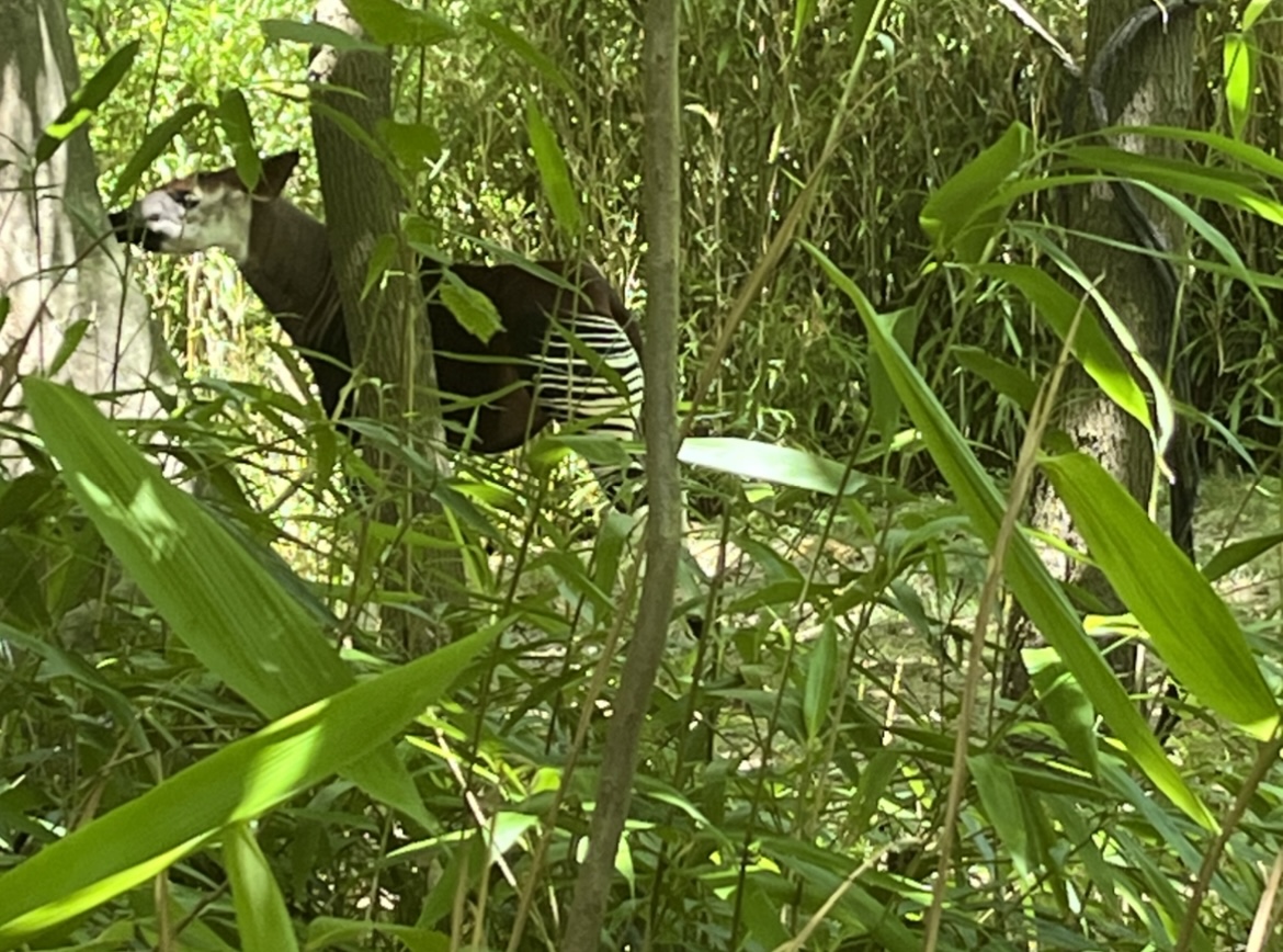 Okapi(July 2022)