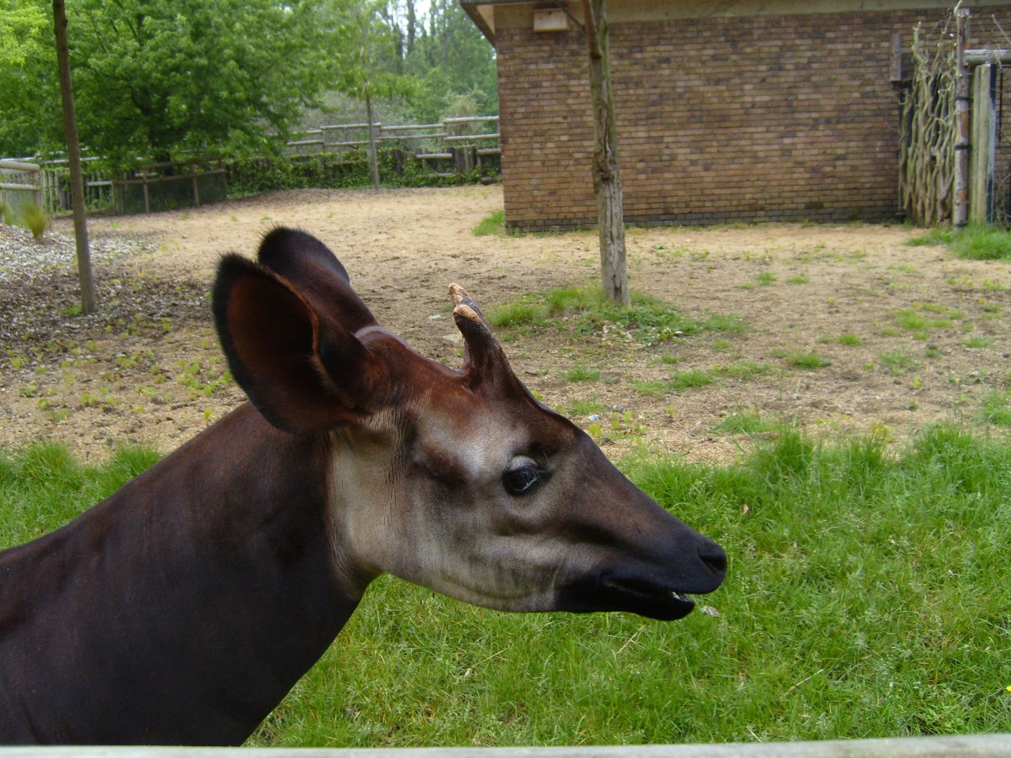 Okapi (June 2008)