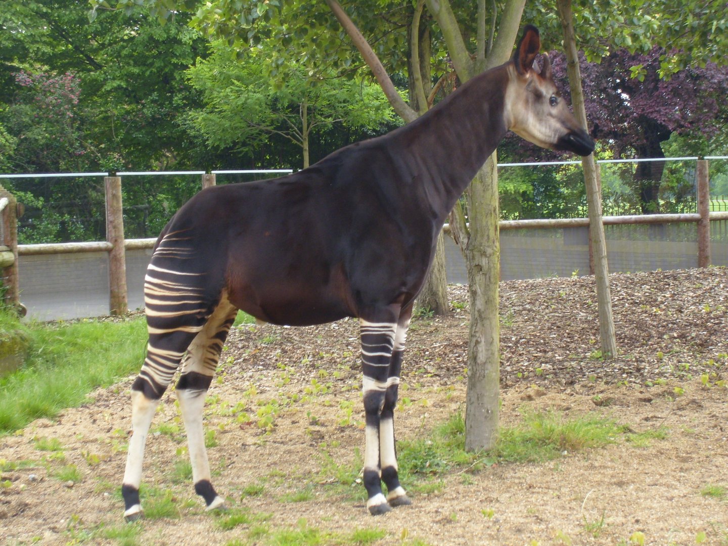 Okapi (June 2008)