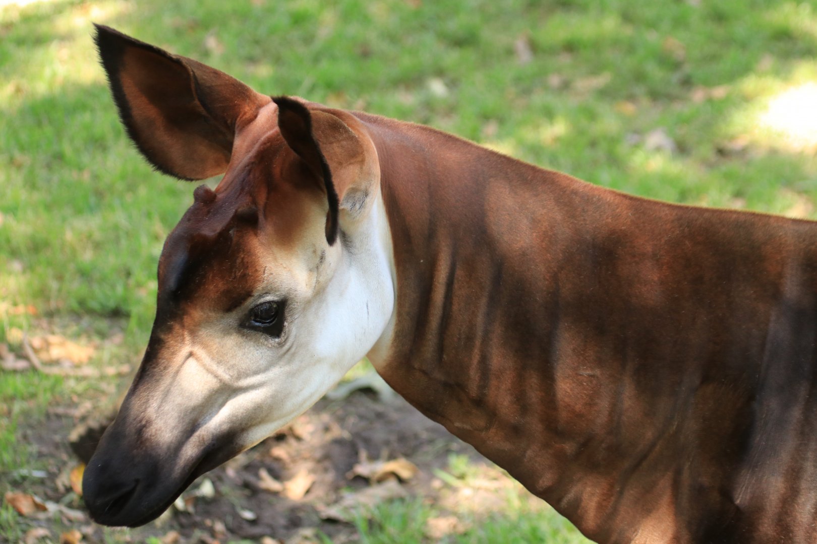 Okapi (June 2019)
