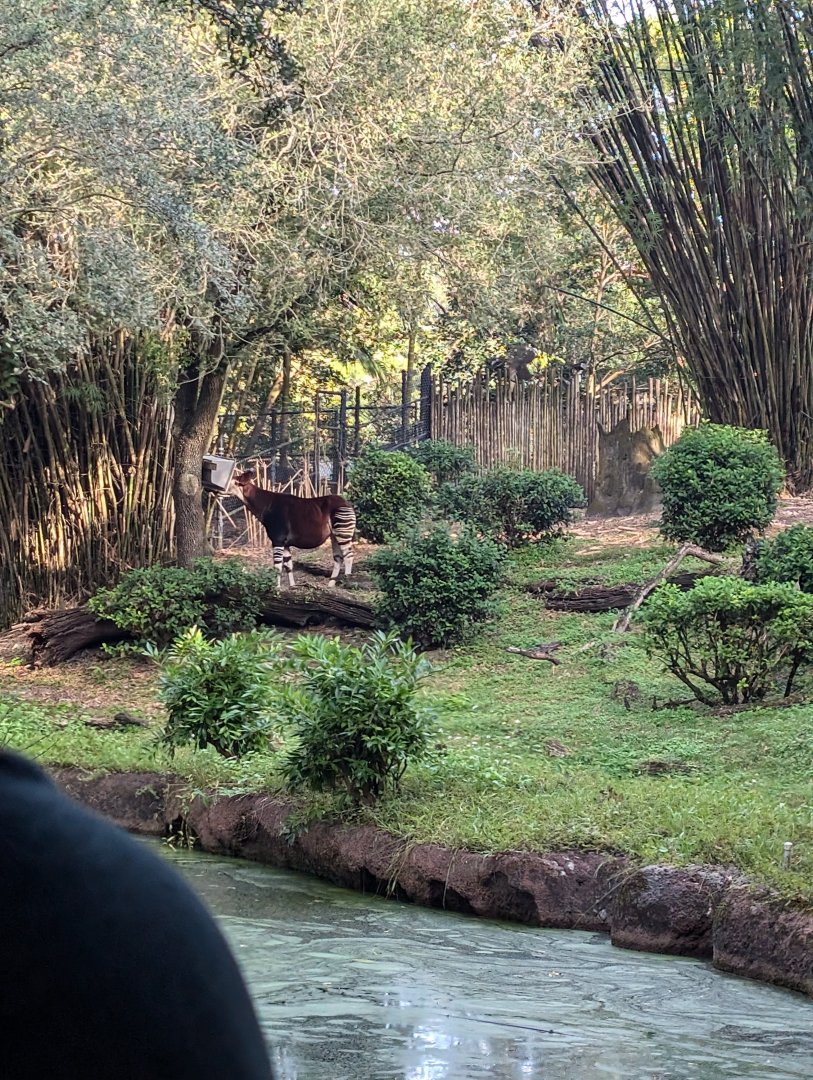 Okapi - Kilimanjaro Safari