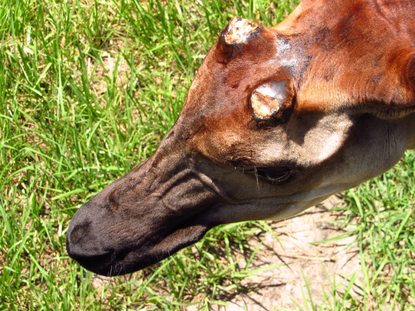 Okapi Kimacho Missing Ossicones