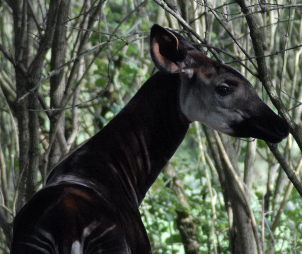Okapi la naturale - Marwell 2021