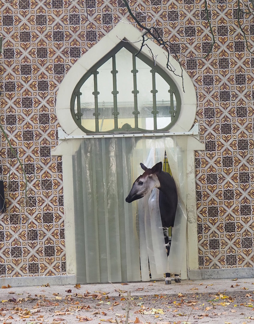 Okapi leaving the Moorish Temple, 2022-10-29
