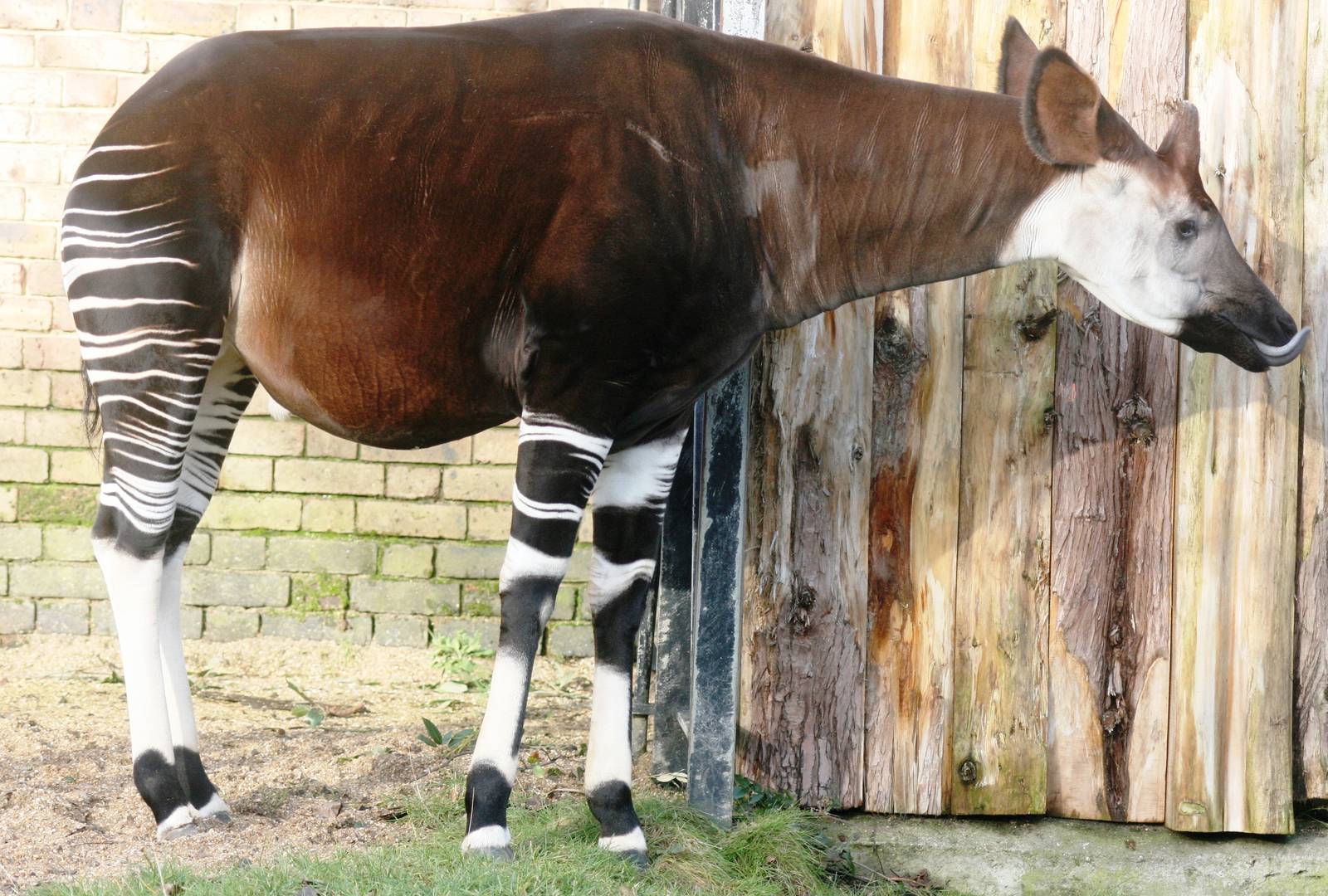 Okapi; London Zoo; 17th January 2010