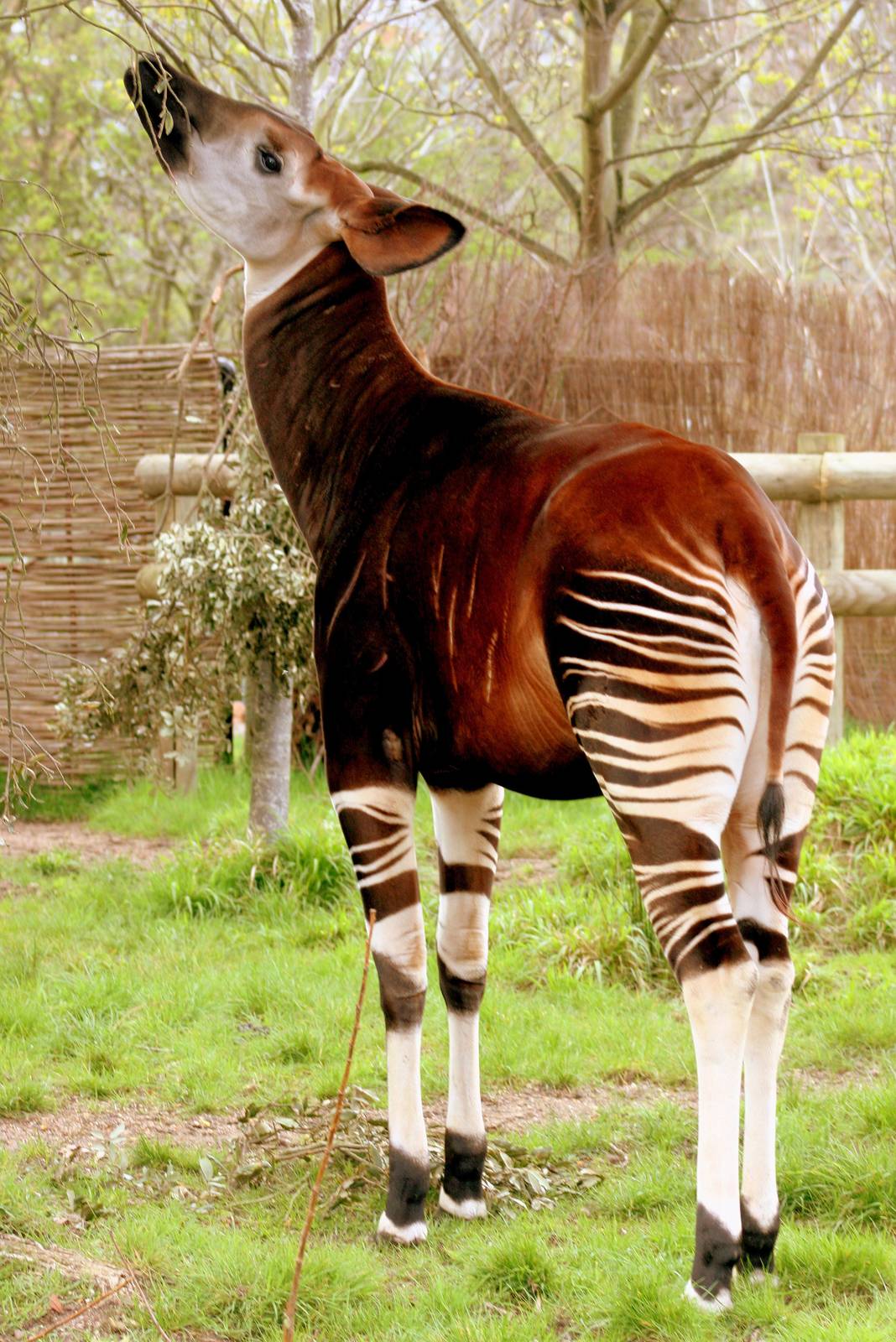 Okapi; London Zoo; 18th April 2016