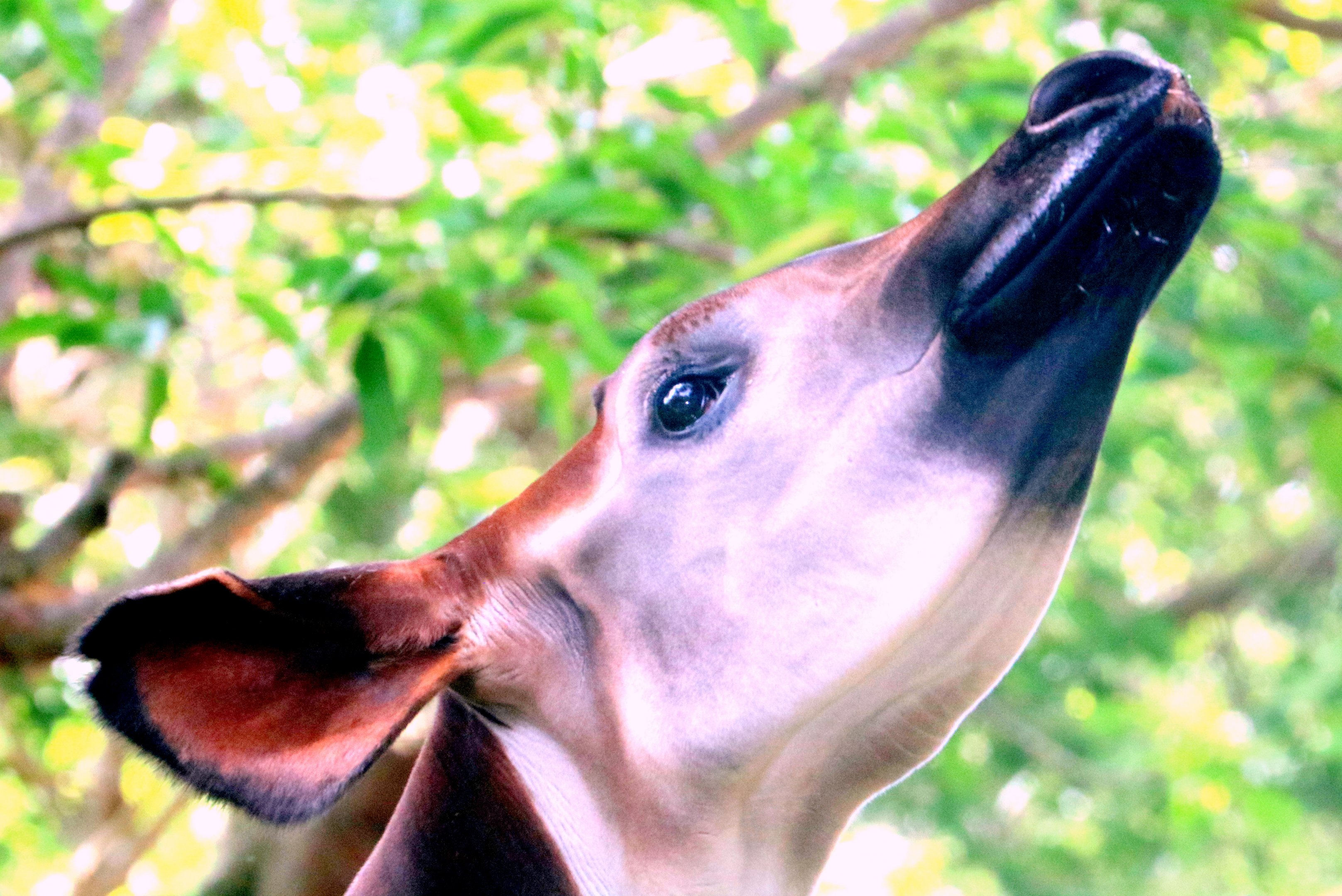 Okapi; London Zoo; 1st June 2019