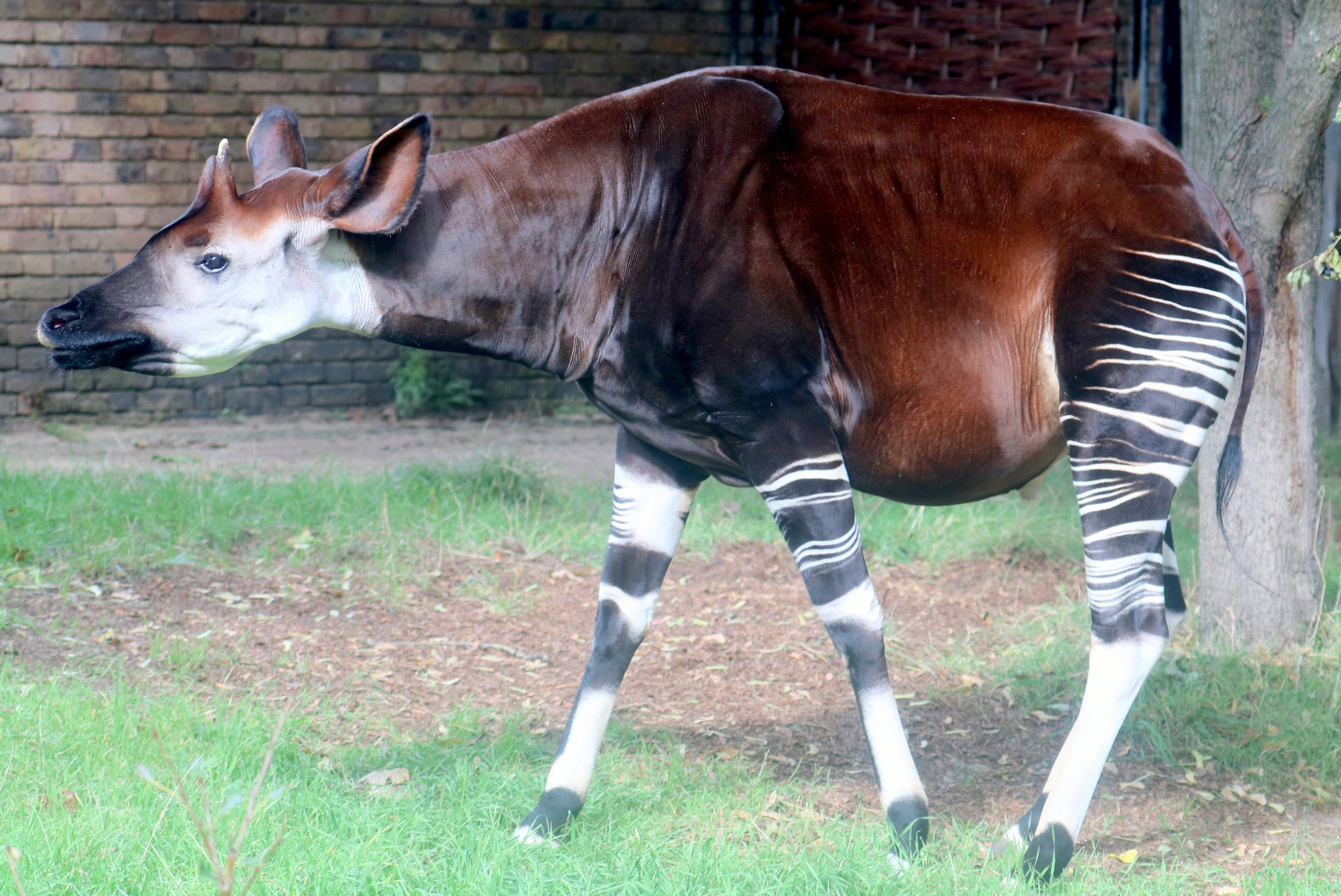 Okapi; London Zoo; 25th September 2022