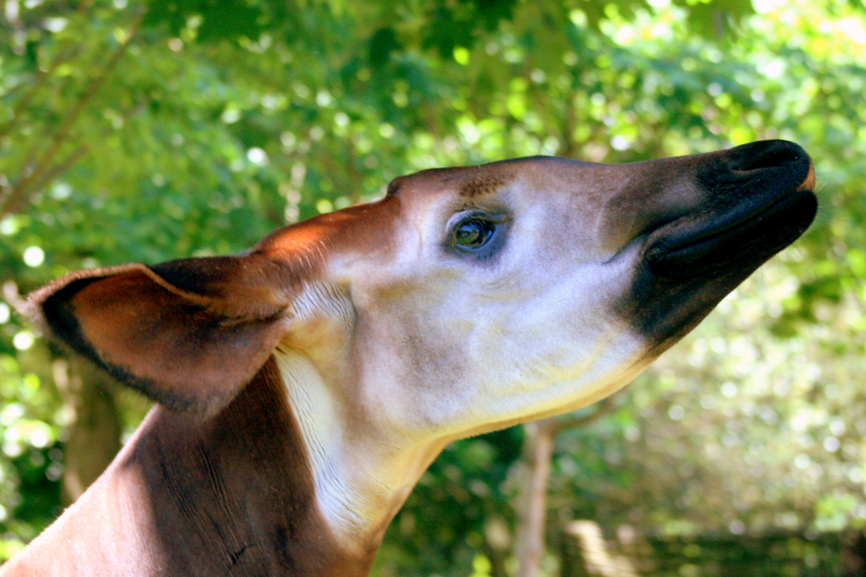 Okapi; London Zoo; 27th May 2017