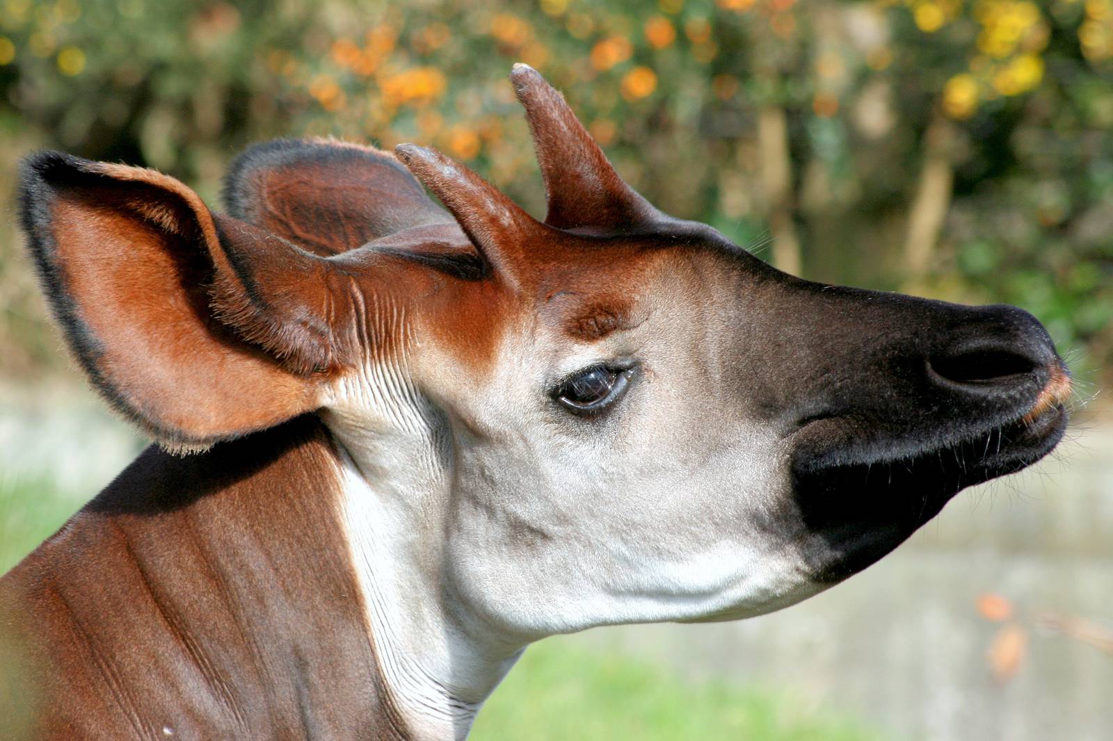 Okapi; London Zoo; 5th April 2015