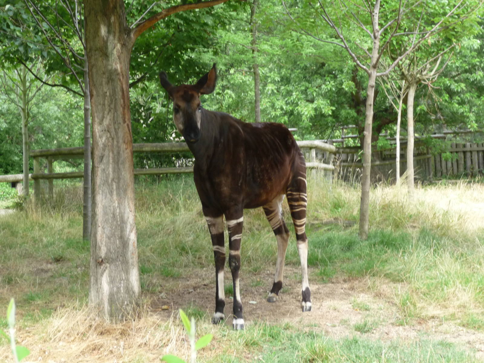 okapi london zoo