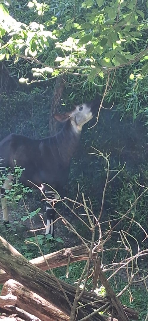 Okapi looking at bamboo leaves to eat at the cincinnati